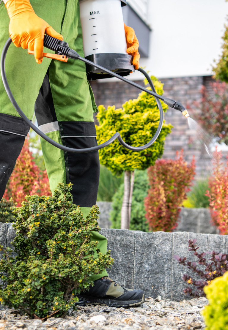 Worker in orange gloves spraying a garden shrub with a pump sprayer